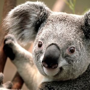 Meet your Posher, Peter